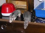 Rats.jpg