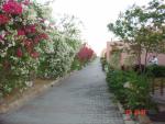 DSC01595.JPG