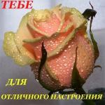 Roza.jpg