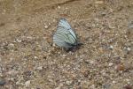 DSC03950.JPG