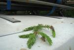 DSC03954.JPG